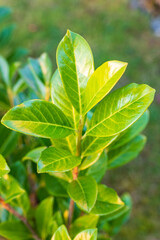 Close-up of glossy green leaves of Prunus laurocerasus, an evergreen shrub commonly used for hedges.