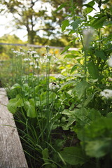 Chives growing in a backyard garden in Ontario, Canada.