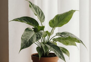 Serene potted plant detail with diffused light, lush green leaves, terracotta pot, home decor