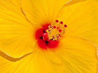 A close up on a yellow flower with a red center and red pistils
