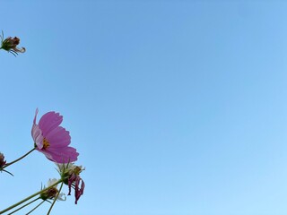 pink flower against blue sky