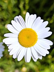 Fototapeta premium Close up on a bright white daisy on a blurry background