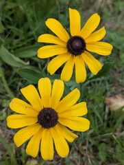 Close up on yellow daisies on blurry background