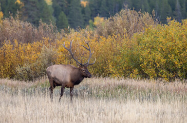 Bull Elk in Autumn in Grand Teton National Park Wyoming