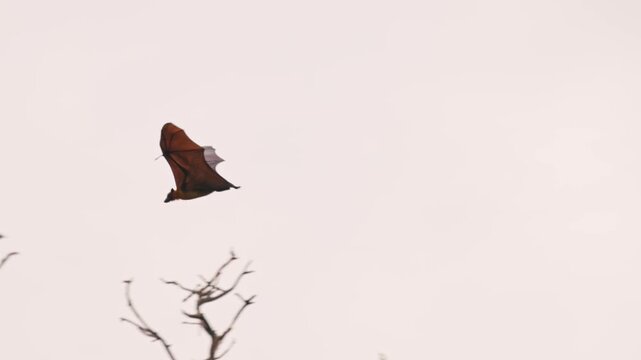 Giant bat in flight, Indian flying foxe lat. Pteropus medius, soaring through the sky at dusk, flight in Slow motion, wildlife behavior, and dynamic movement for documentaries and nature projects.