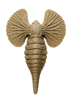 Fossil of a marine creature with fan-shaped appendages and segmented body.