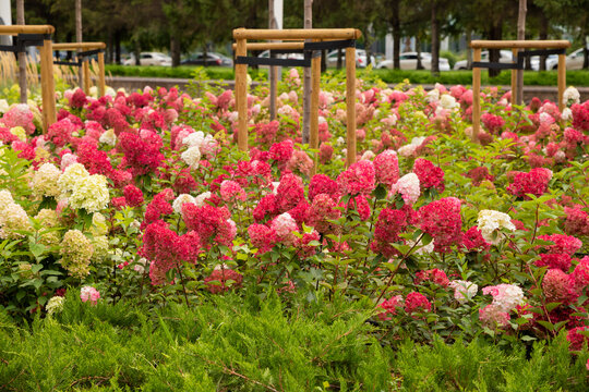 paniculata wim's red hydrangea and panicle red hydrangea Pink Shade. Large clusters of flowers