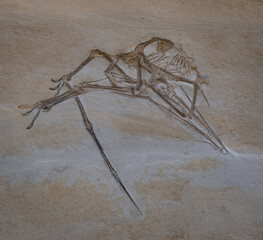 fossil of prehistoric Pterosaur in the stone © wlad074