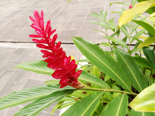Red galangal or Alpinia purpurata, also known as red ginger or ostrich plume with its bright red flowers, this plant is popular as an ornamental plant, herbal medicine and cooking spice.