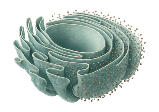 Expanded cisternae of endoplasmic reticulum with visible lumen enlargement.