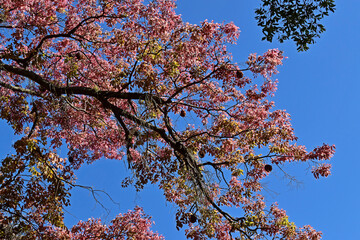 Monkey pot tree leaves (Lecythis pisonis) in Rio de Janeiro, Brazil