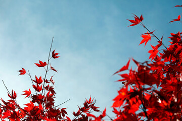 Minimalist plant photography, red branches, maple leaves. Autumn, beauty of nature.