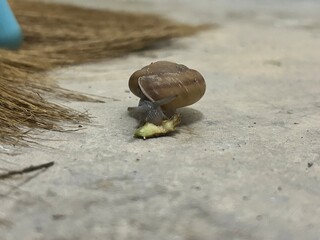 Snails eat fruit on the ground.