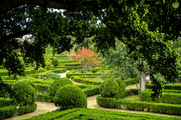 Green hedges and a red flowering tree