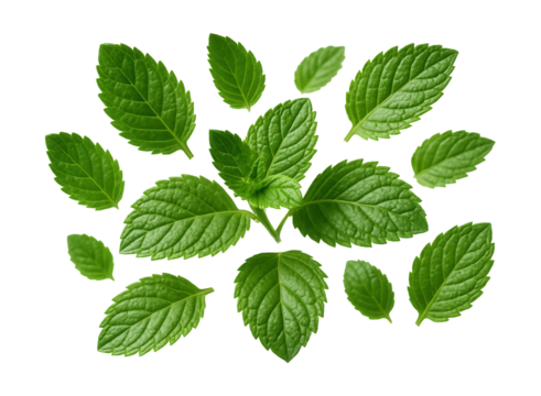 Vibrant green mint leaves with serrated edges.