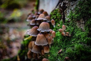 mushrooms in the autumn forest