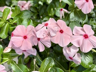 Close-up of lovely pink Madagascar Periwinkle (Catharanthus roseus) flowers with a fresh water drop on the petal, blooming vibrantly in a lush summer garden.

