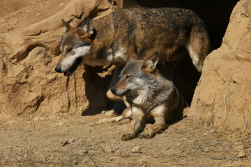Fototapeta premium Couple of Wolves wild animal in the nature 