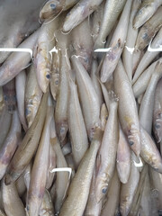 Fish eggs in cold water