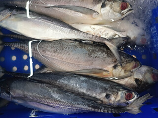 Mackerel in very cold water