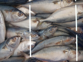Fototapeta premium Mackerel in very cold water