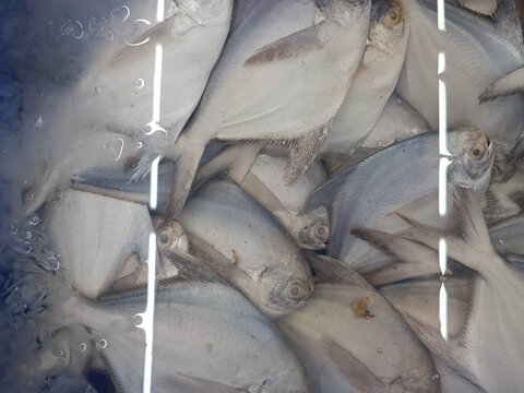 Pomfret in a blue basket