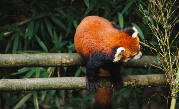 One red panda in the forest