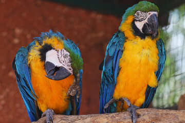 Parrots with beautiful colors in nature