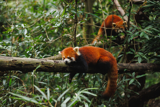 Two red panda in the forest