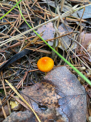 Small yellow mushroom growing out of fertile soil on forest floor