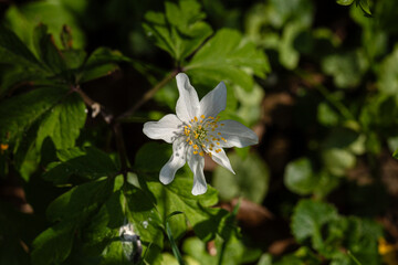 Buschwindröschen hat sich in der Abendsonne geöffnet