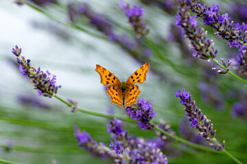 Lavendel ist eine begehrte Blüte bei Schmetterling