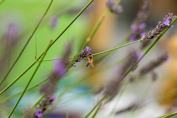 Biene,Blüte,Nektar,Symbiose