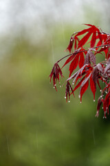 Tagelanger Regen und Kälte scheint dem Ahorn nicht zu gefallen
