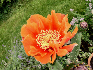 Weit geöffnete Blüte des Feigenkaktus zeigt den Blütenstempel