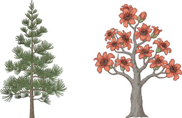 Coniferous pine tree and vibrant flame tree side by side, showcasing seasonal contrast, botanical diversity, colorful blossoms, evergreen foliage, perfect for nature, landscaping, and educational use.