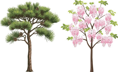 Evergreen pine tree with cones beside pink flowering cherry blossom tree, showcasing seasonal contrast, botanical diversity, perfect for nature, landscaping, garden design, and educational use.