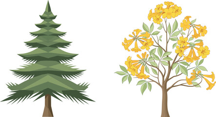 Evergreen pine tree with cones beside vibrant yellow flowering deciduous tree, showcasing seasonal contrast, botanical diversity, perfect for nature, landscaping, education, garden design, and tree 