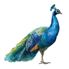 Peacock in watercolor style, vector illustration, isolated on white background.