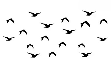 Birds in Flight Set.eps