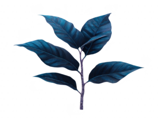 Blue tropical leaf botanical illustration isolated on transparent background elegant foliage decorative plant nature inspired artistic design modern home decor calming mood