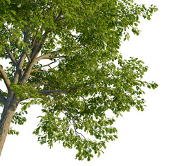 Quercus cerris tree corner view, cutout, transparent background, isolate, Lush green oak tree branches full of vibrant leaves