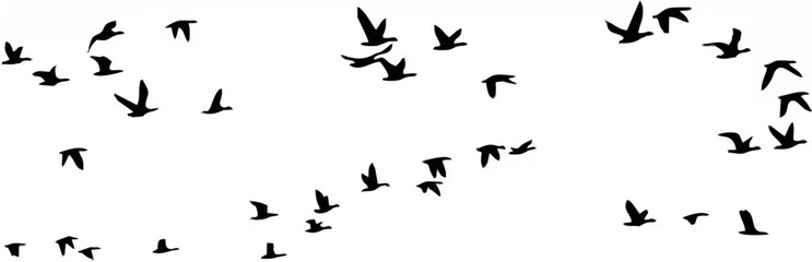 Obraz premium Flight of birds Vector.eps