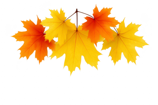 Autumn maple leaf, yellow and orange foliage, isolated on transparency background, symbolizing fall season, nature, and change, with vibrant and natural appearance - Powered by Adobe
