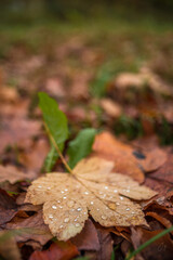 Autumn leaves on the ground