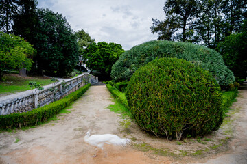 Peafowl pair among hedge rows