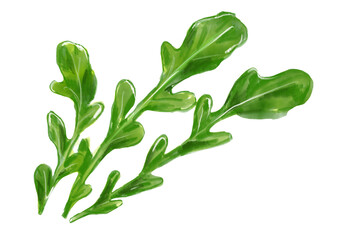 みずみずしくて美味しそうなルッコラの手描き水彩イラスト