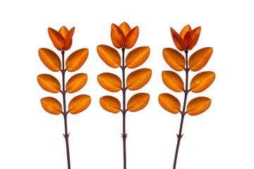 Dried orange leaves on three brown branches, isolated on transparency background, create minimal autumn botanical arrangement with natural, rustic, and decorative feel
