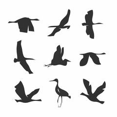 Set silhouettes birds in moti...