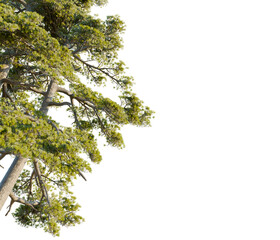 Pinus heldreichii tree corner view, cutout, transparent background, isolate, Lush green pine tree branches with textured bark and needles